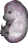mouse atlas EMAGE spatial in situ gene expression database None