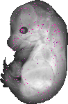 mouse atlas EMAGE spatial in situ gene expression database None