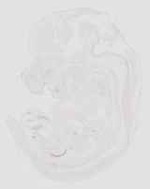 EMAGE:20753