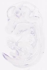 EMAGE:21016