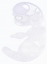 EMAGE:21017