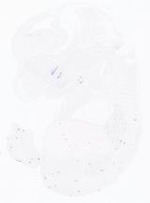 EMAGE:21017