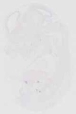 EMAGE:21024