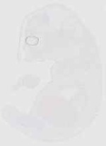 EMAGE:21024