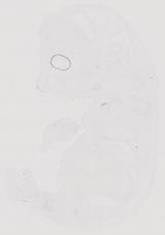 EMAGE:21039