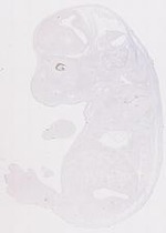 EMAGE:21041