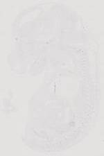 EMAGE:21041