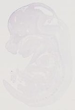 EMAGE:21044