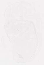 EMAGE:21053