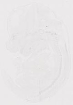 EMAGE:21053