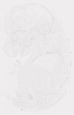 EMAGE:21053