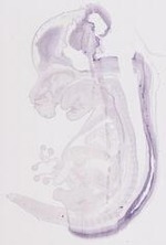 EMAGE:21058
