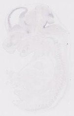 EMAGE:21058