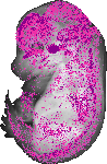 mouse atlas EMAGE spatial in situ gene expression database None