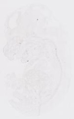 EMAGE:21126
