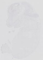 EMAGE:21130