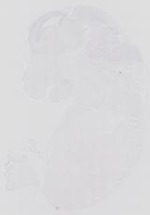EMAGE:21130