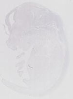 EMAGE:21130