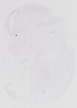 EMAGE:21130