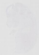 EMAGE:21130