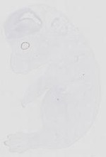 EMAGE:21130