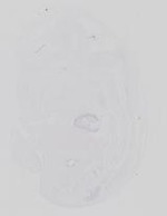 EMAGE:21142