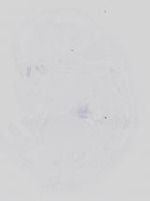 EMAGE:21142