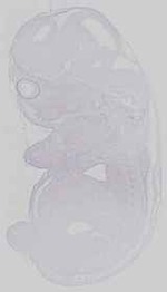 EMAGE:21153