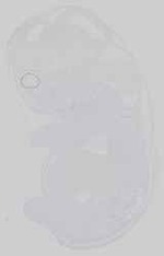 EMAGE:21153