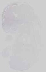 EMAGE:21153
