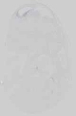 EMAGE:21153