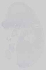 EMAGE:21153
