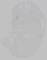 EMAGE:21162