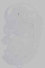 EMAGE:21162