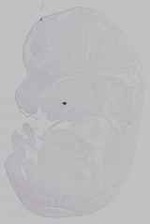 EMAGE:21162
