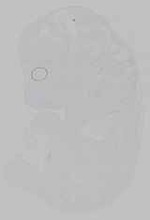EMAGE:21163