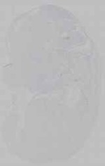 EMAGE:21163