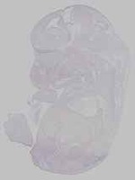 EMAGE:21164