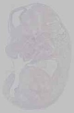 EMAGE:21164