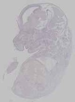 EMAGE:21164