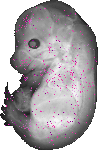 mouse atlas EMAGE spatial in situ gene expression database None