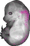 mouse atlas EMAGE spatial in situ gene expression database None