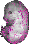 mouse atlas EMAGE spatial in situ gene expression database None