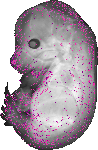 mouse atlas EMAGE spatial in situ gene expression database None