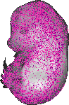 mouse atlas EMAGE spatial in situ gene expression database None