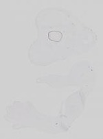 EMAGE:21247