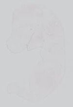 EMAGE:21251