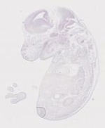 EMAGE:21286