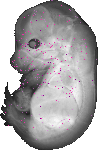 mouse atlas EMAGE spatial in situ gene expression database None