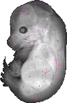 mouse atlas EMAGE spatial in situ gene expression database None
